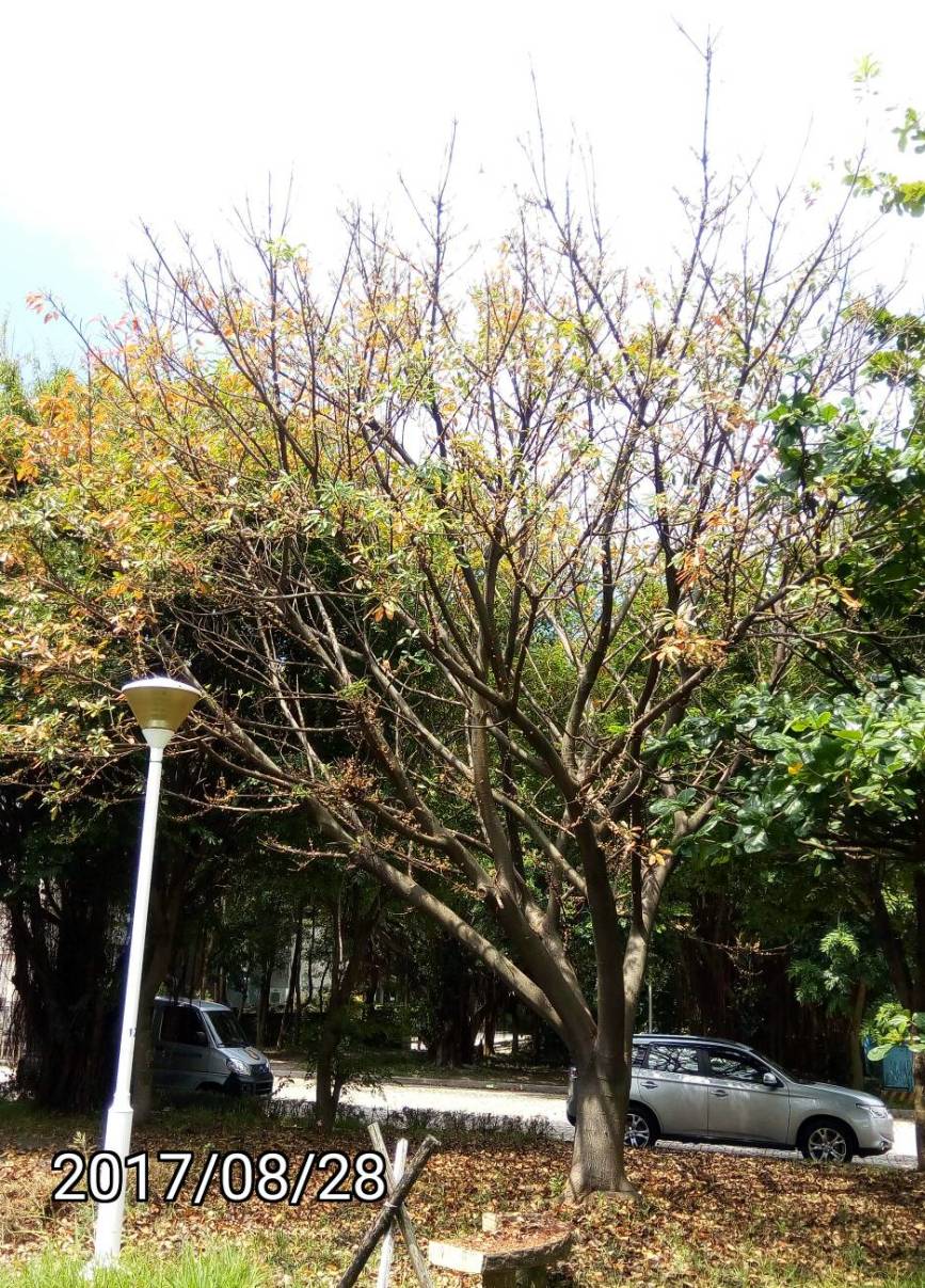 落葉中雀榕, falling leaves of Ficus superba, Sea Fig or Deciduous Fig